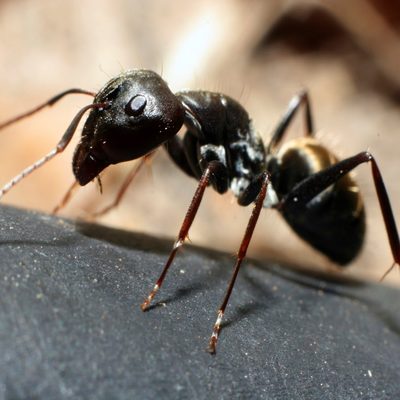 Carpenter ant close-up