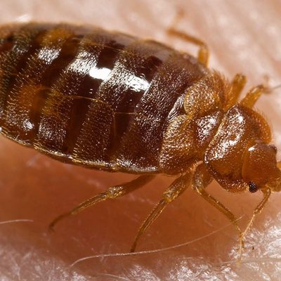 Bed bug close-up