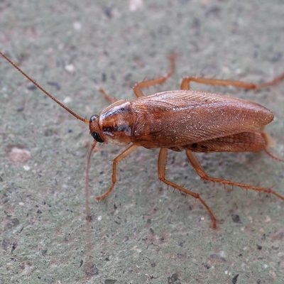 Cockroach close-up