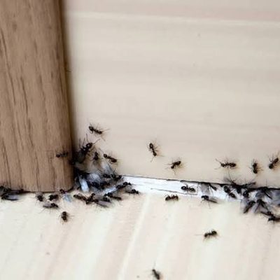 Ant infestation at baseboard