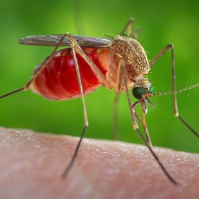 Mosquito feeding