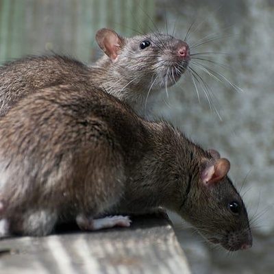Rats