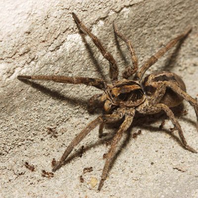 Wolf spider
